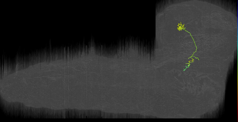 Gustatory? PN left; PN from MN sensory left (L1EM:12424328)