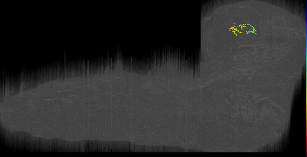 DS_noci_sibling-like_left (L1EM:13395814)