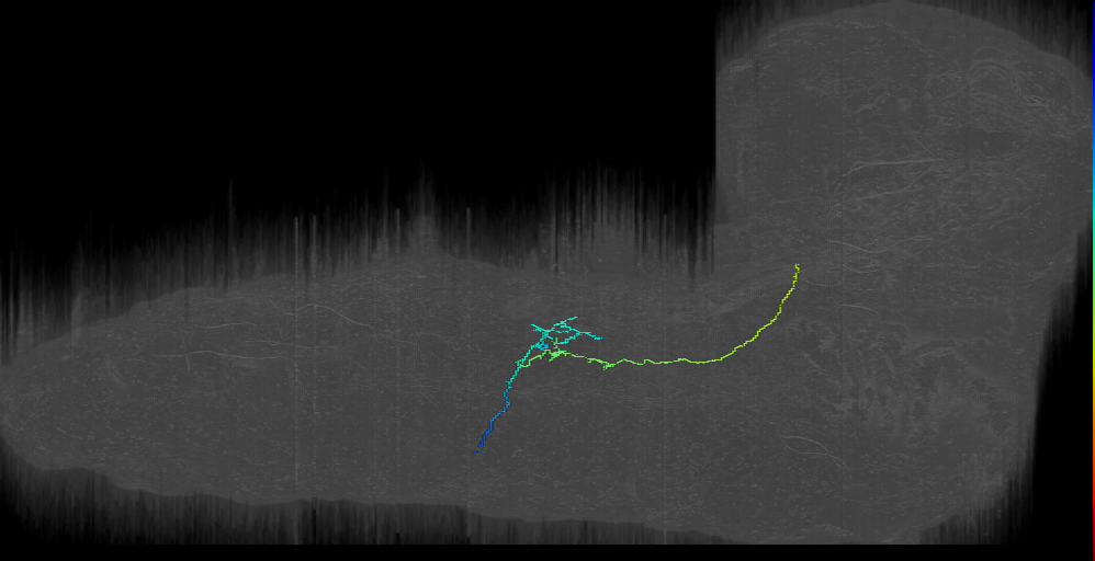 NB5-2 lineage 6 (HMD X?)_a1r (L1EM:13774384)