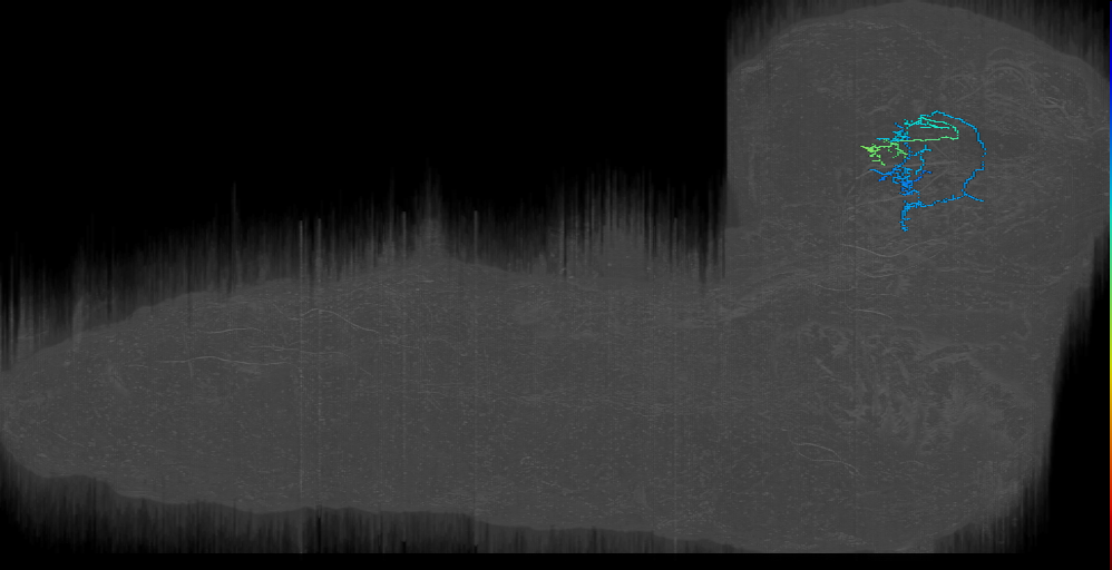 LX1_right (L1EM:13834125)