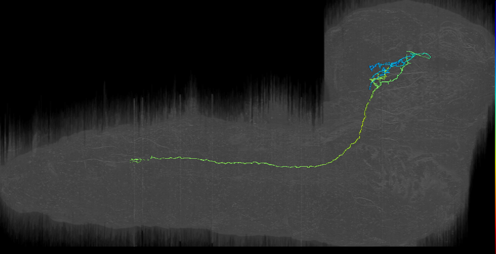 Horseshoe deviant left (L1EM:15897280)