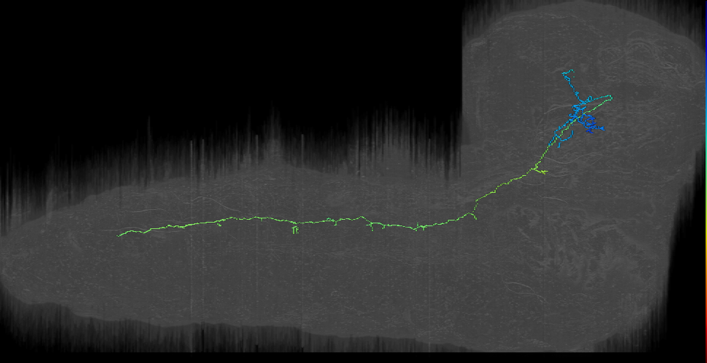 CM4 contralateral descending 1 right (L1EM:16388736)