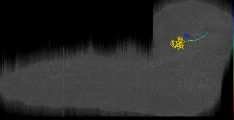 Basal Tel-like 8 left (L1EM:16594752)