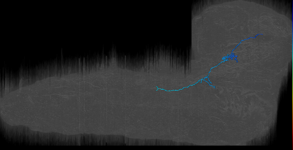 LAL output neuron DALcm right; DALd_r 11 (L1EM:16950767)
