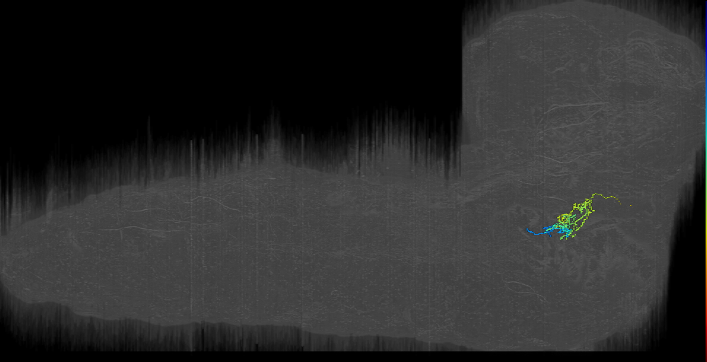 BAmas12 midline neuron 4 left (L1EM:17423125)