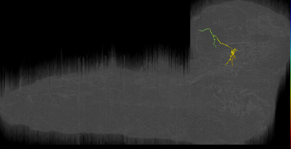 UNK brancher 7 left - missing dendrite (L1EM:17574013)