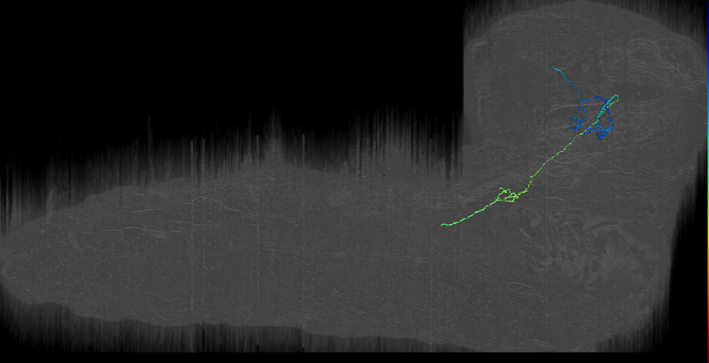 PVM21-like 2 right (L1EM:17659014)