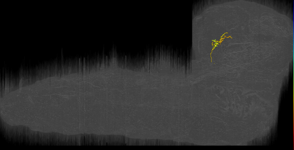 BLVa12 tripartite left (L1EM:17933822)