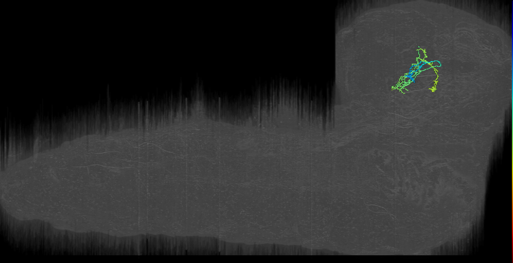 DPMm1 horseshoe 1 left (L1EM:19268007)