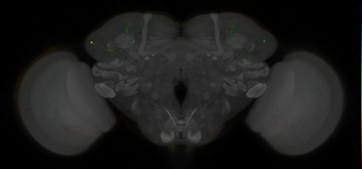 JRC_LH1591_Brain_2020__1