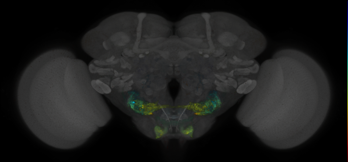 JRC_SS02634_Brain_2020__1