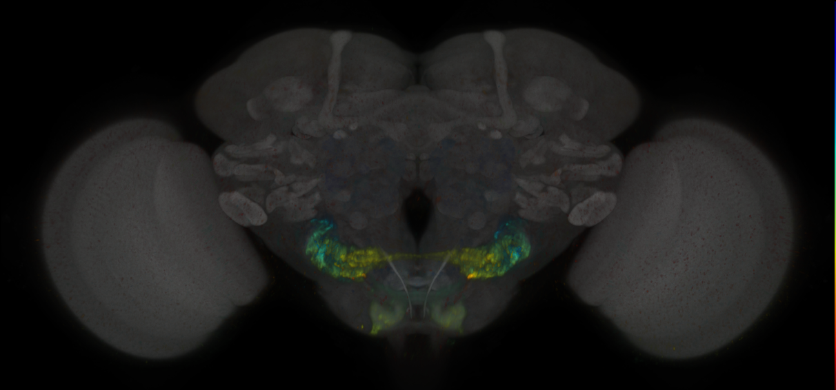 JRC_SS01567_Brain_2020__1
