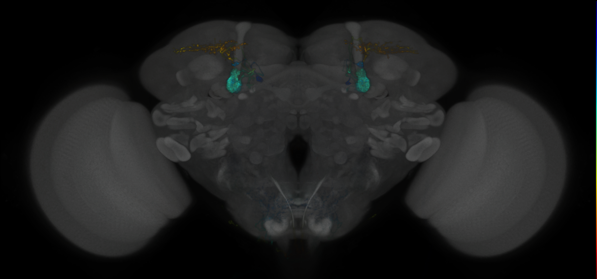 JRC_MB310C_Brain_2020__1