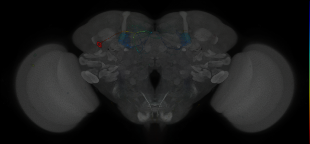 JRC_MB296B_Brain_2020__1