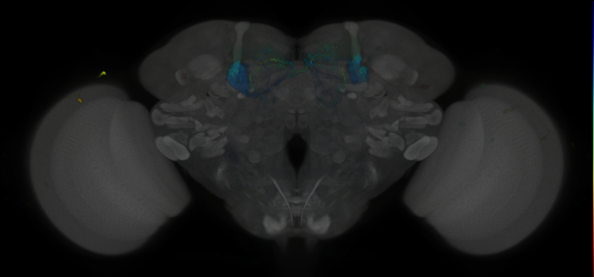 JRC_MB296B_Brain_2020__5