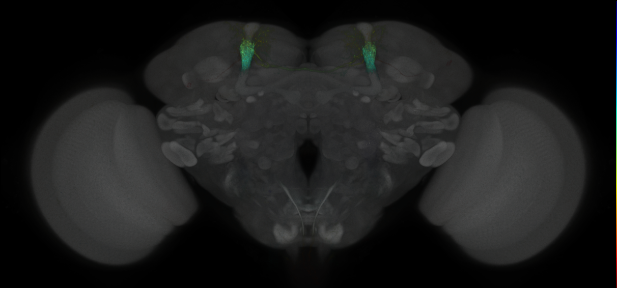 JRC_MB058B_Brain_2020__2
