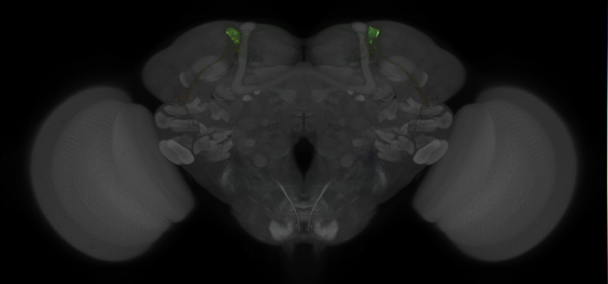 JRC_MB027B_Brain_2020__3