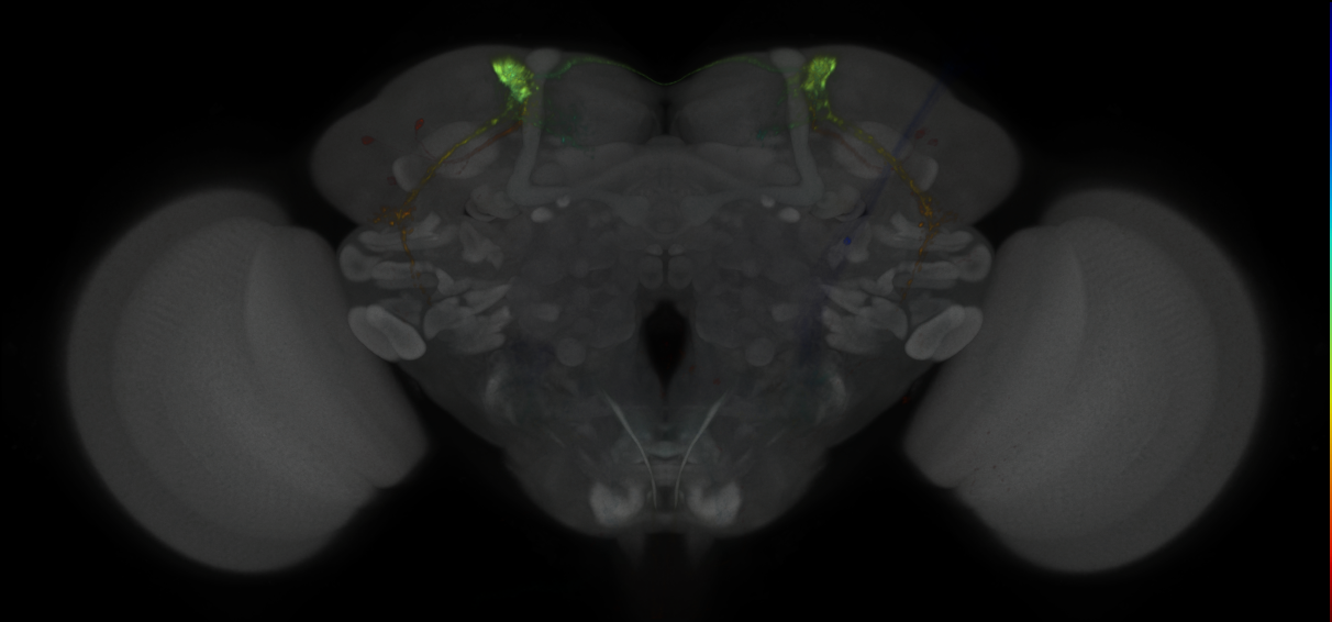 JRC_MB027B_Brain_2020__7