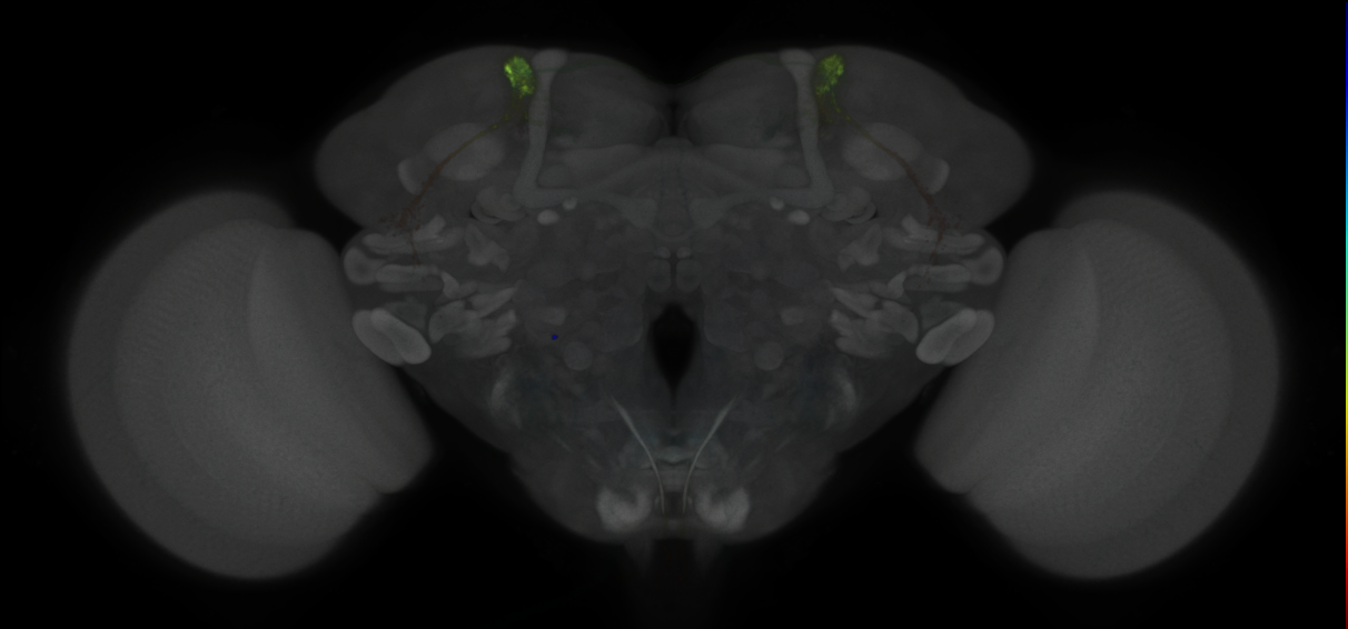 JRC_MB027B_Brain_2020__9