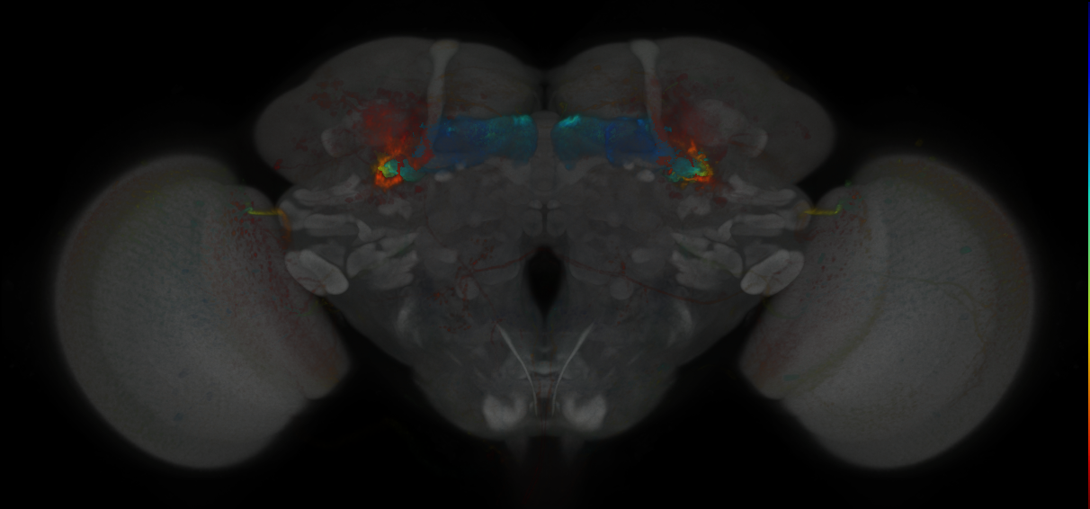 JRC_MB009B_Brain_2020__1