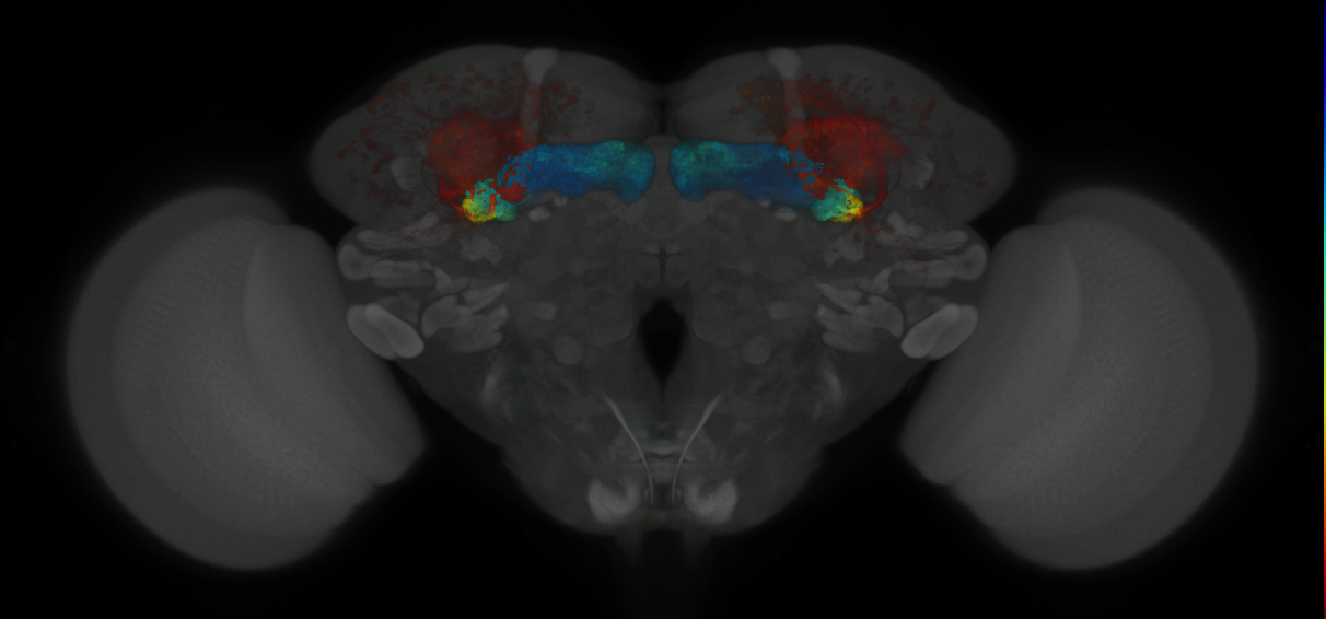JRC_MB131B_Brain_2020__1