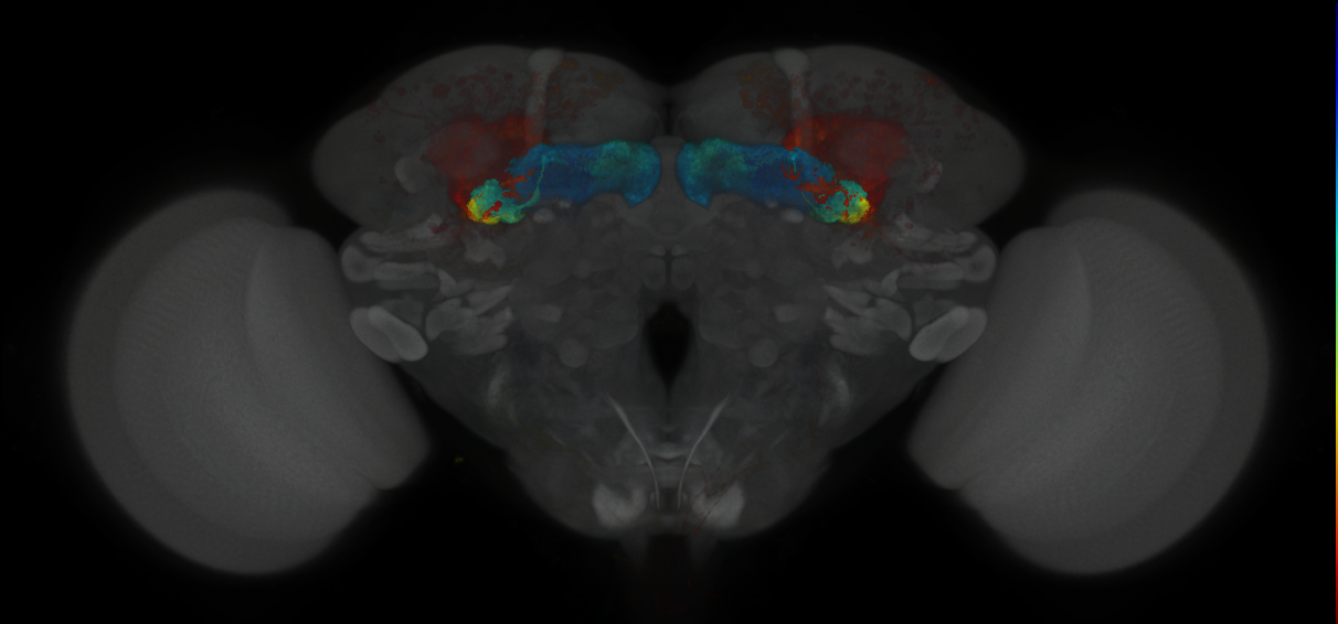 JRC_MB131B_Brain_2020__2