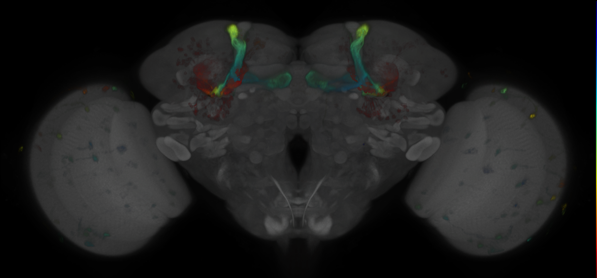 JRC_MB418B_Brain_2020__1