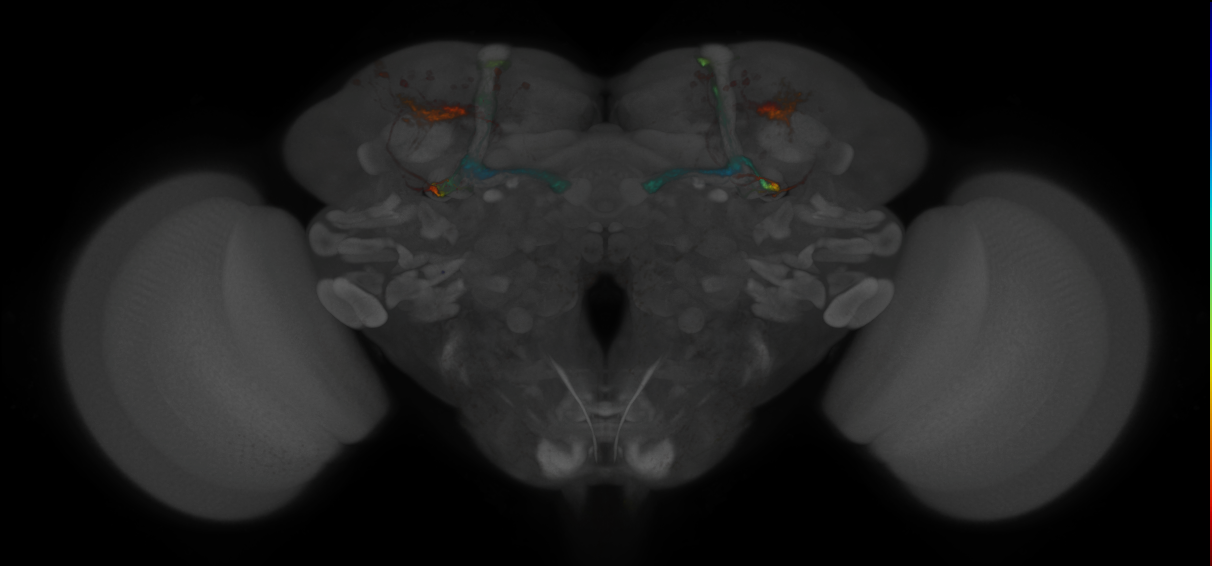 JRC_MB371B_Brain_2020__1