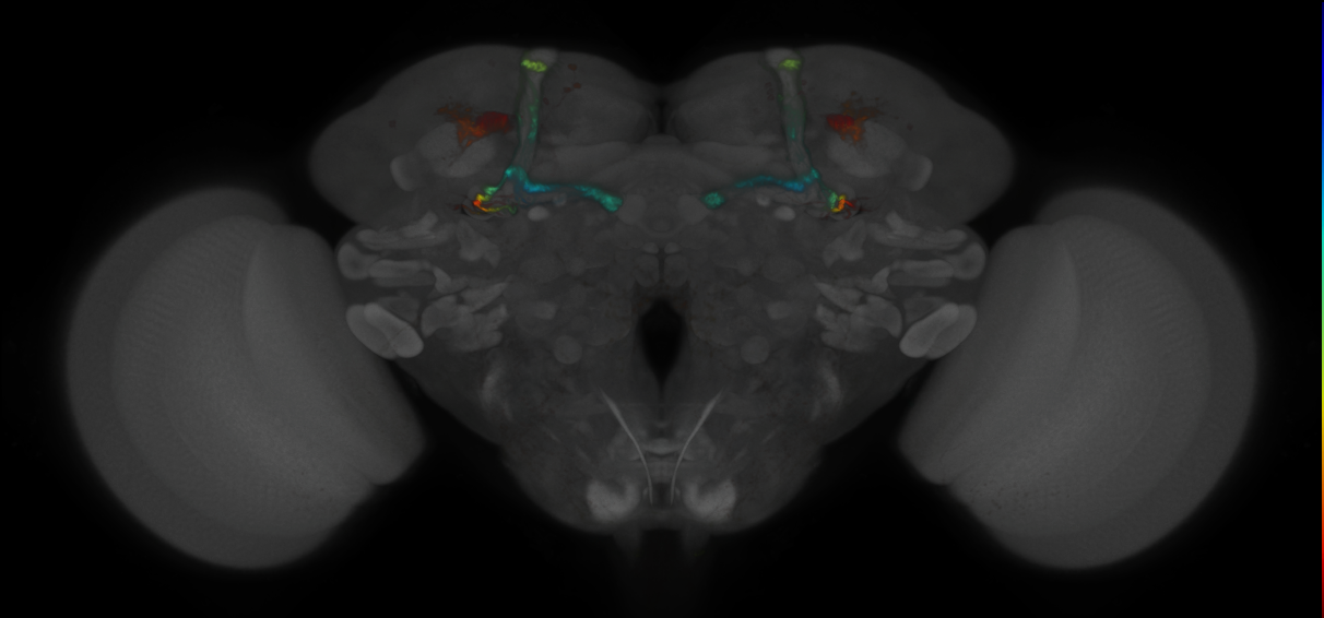 JRC_MB371B_Brain_2020__3