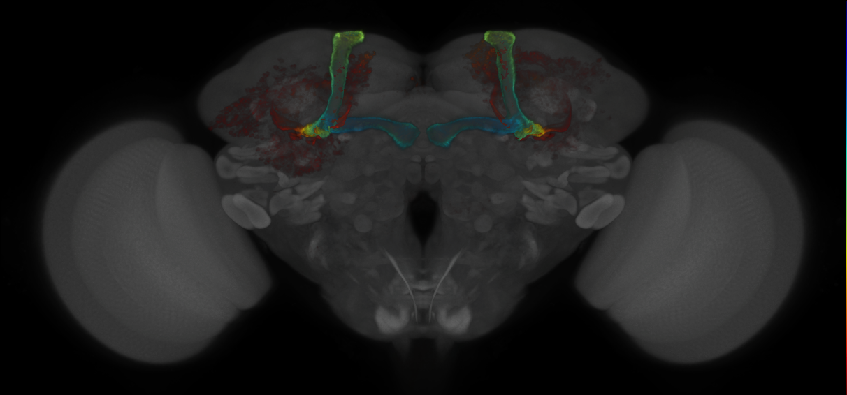 JRC_MB185B_Brain_2020__1
