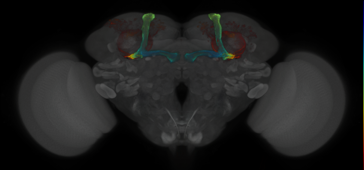 JRC_MB477B_Brain_2020__1