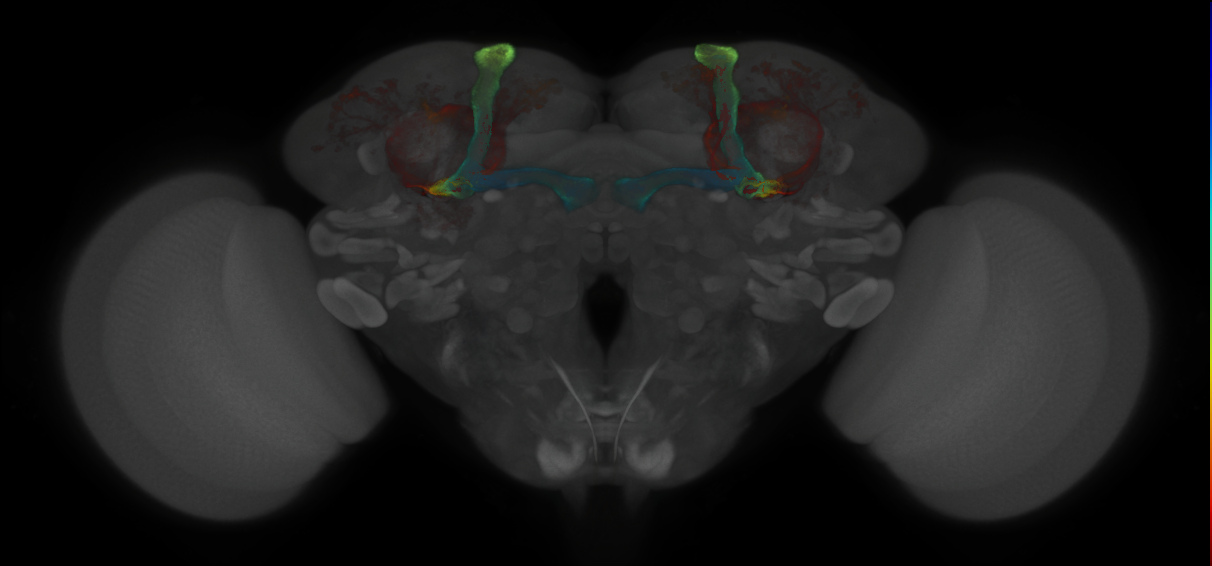 JRC_MB477B_Brain_2020__2