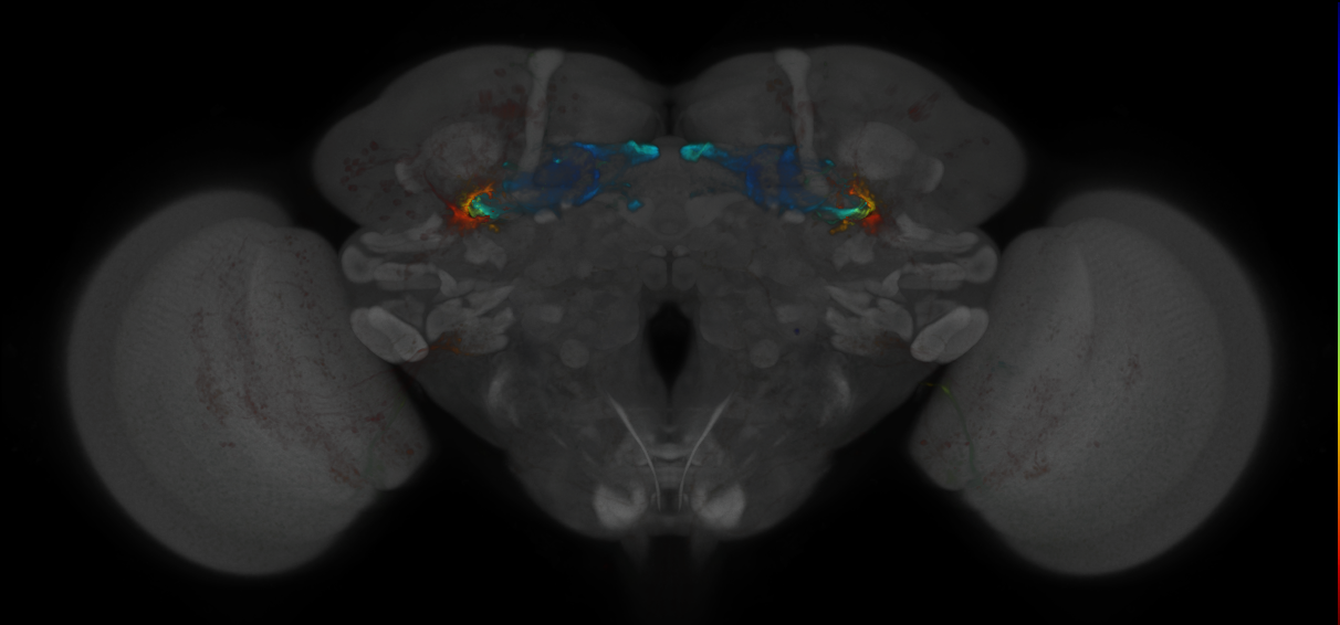 JRC_MB419B_Brain_2020__1