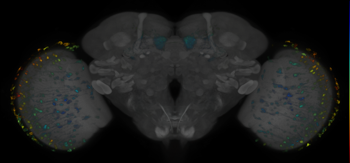 JRC_MB298B_Brain_2020__2
