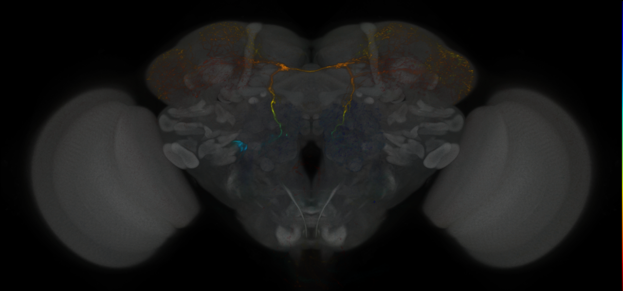 JRC_MB465C_Brain_2020__1