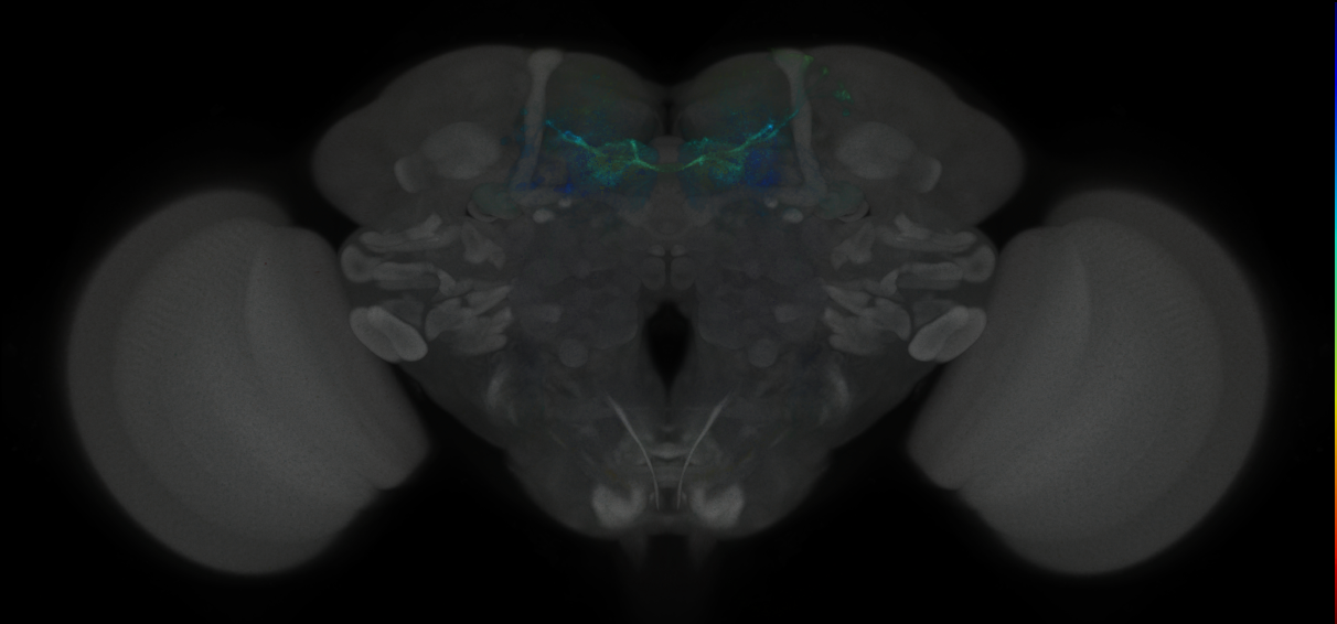 JRC_MB042B_Brain_2020__2