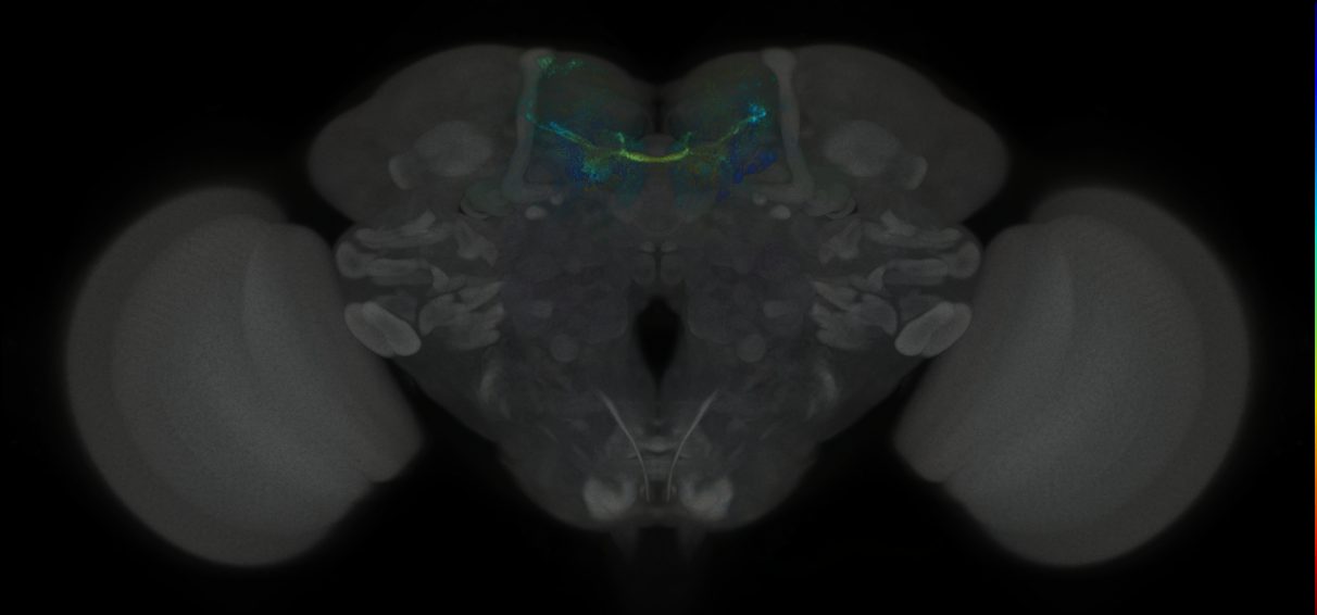 JRC_MB042B_Brain_2020__4