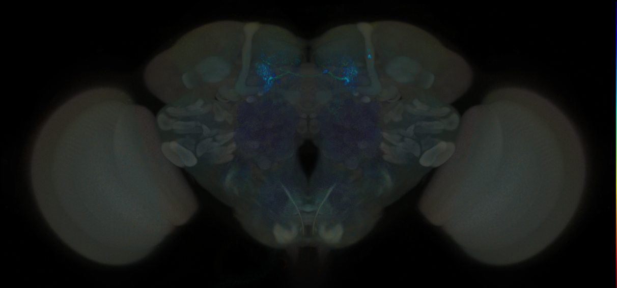 JRC_MB195B_Brain_2020__2