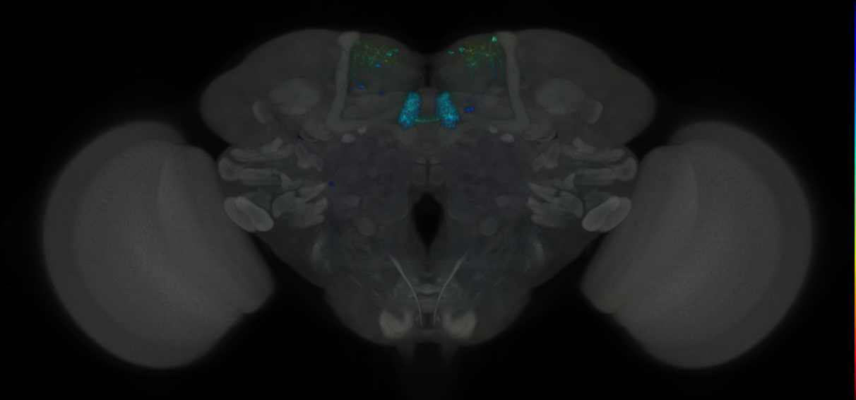 JRC_MB315C_Brain_2020__11