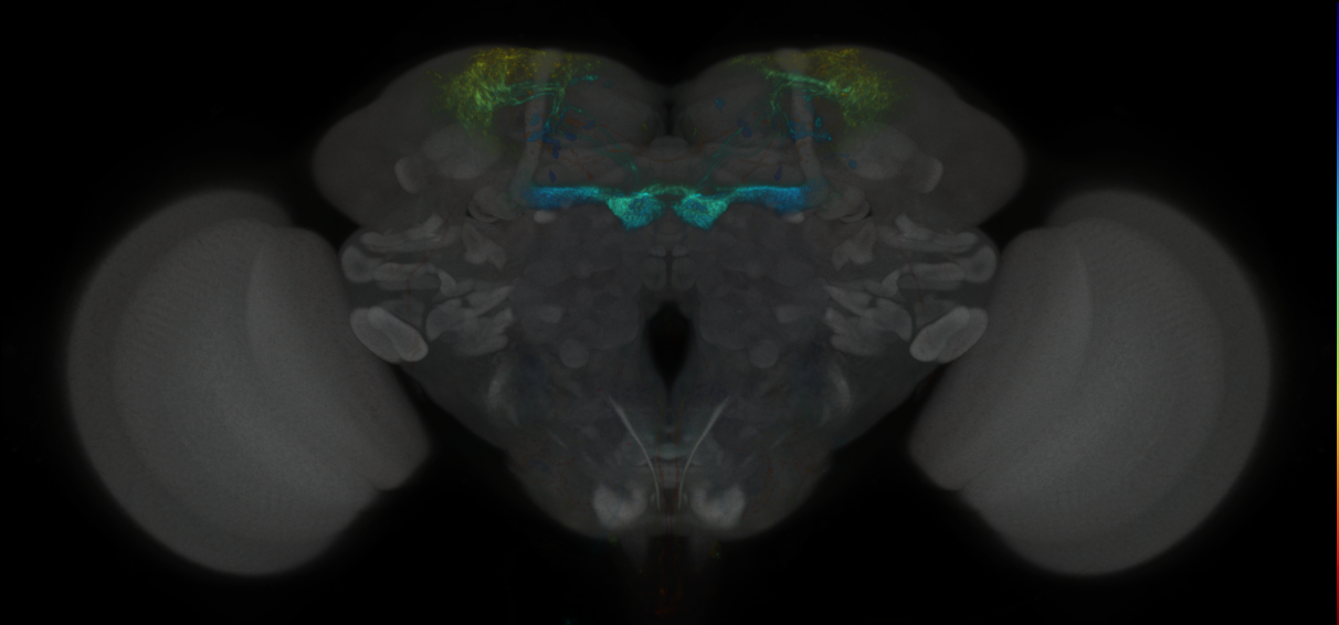 JRC_MB213B_Brain_2020__1