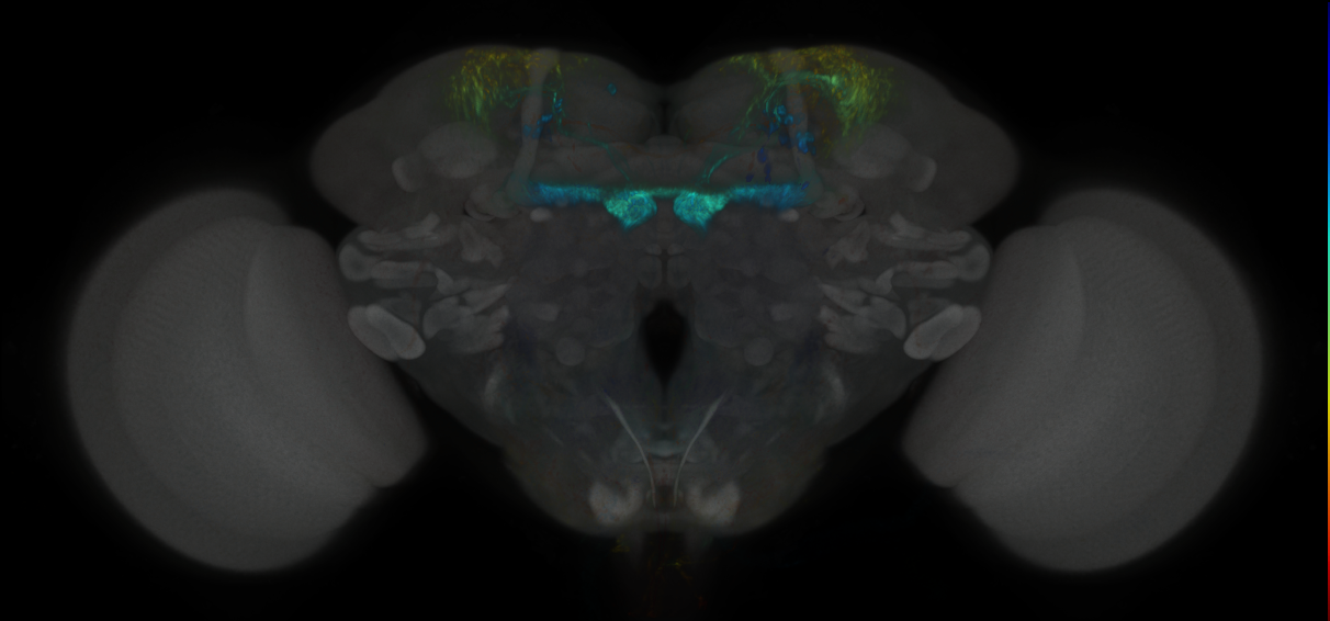 JRC_MB213B_Brain_2020__2
