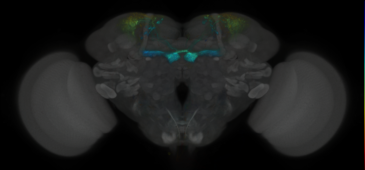 JRC_MB213B_Brain_2020__3