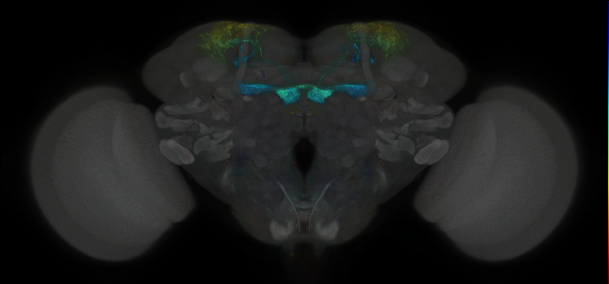 JRC_MB213B_Brain_2020__4