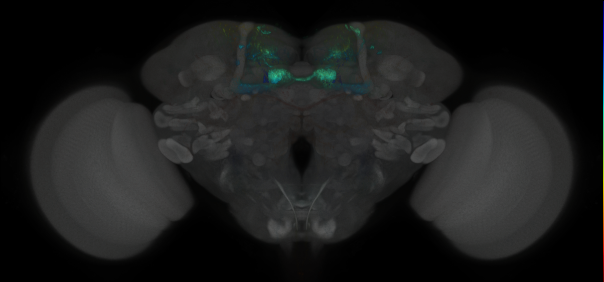 JRC_MB047B_Brain_2020__1