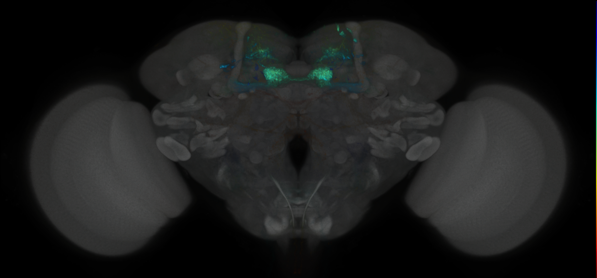 JRC_MB047B_Brain_2020__3