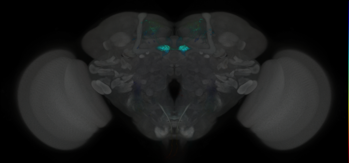 JRC_MB109B_Brain_2020__1