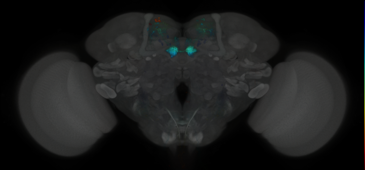 JRC_MB109B_Brain_2020__3