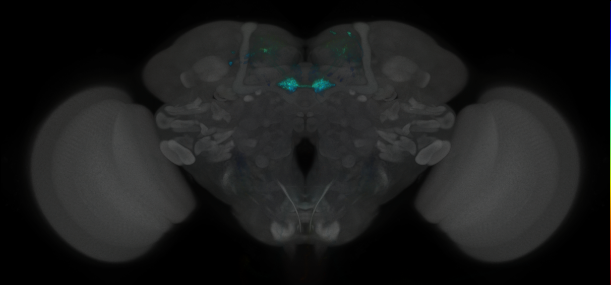 JRC_MB109B_Brain_2020__5