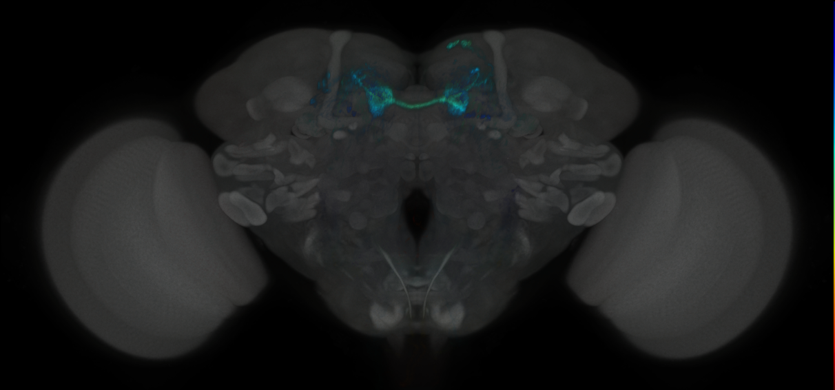 JRC_MB312B_Brain_2020__1