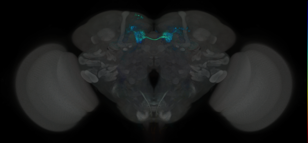 JRC_MB312B_Brain_2020__2